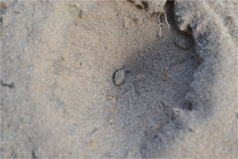 Воронки личинок муравьиного Льва