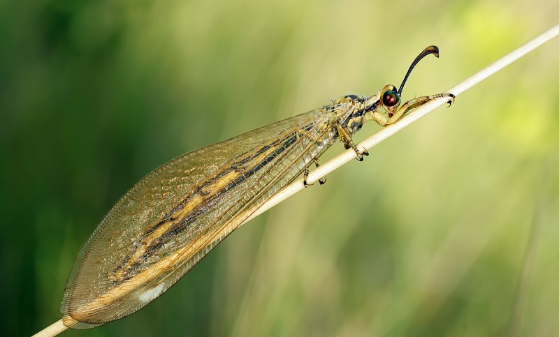 Myrmeleon formicarius