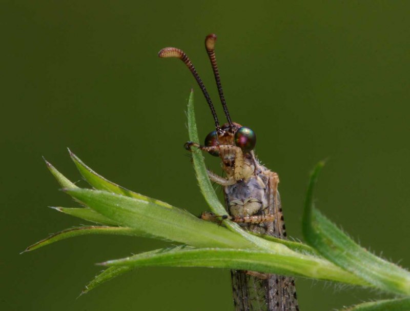 Муравьиный Лев Грифон