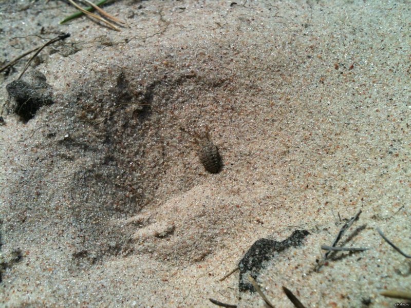 Муравьиный Лев Европейский