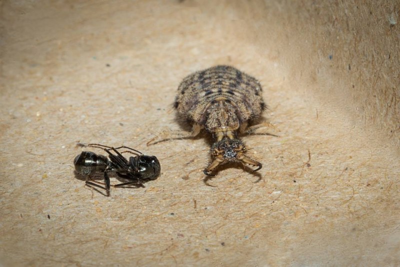 Муравьиный Грифон