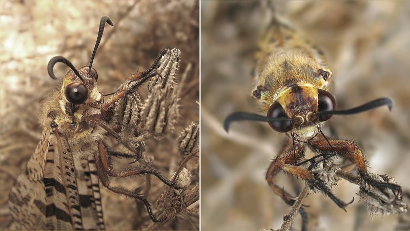 Муравьиный Лев строение