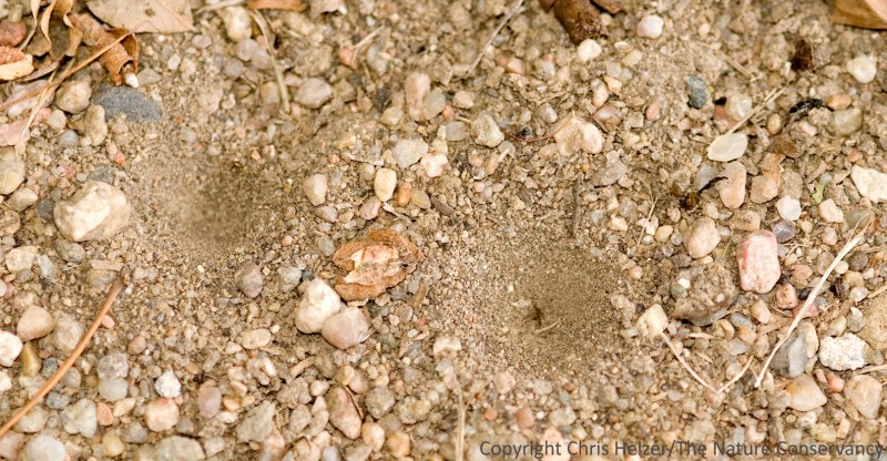 Муравьиный Лев воронки