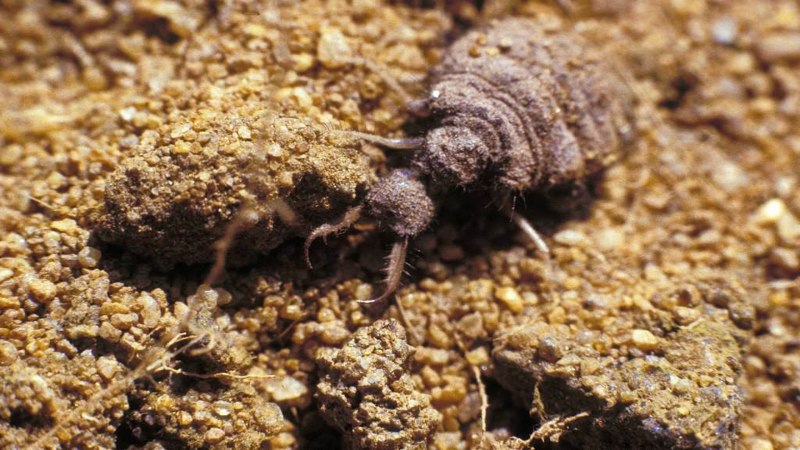 Муравьиный Лев личинка ЛОВУШКА