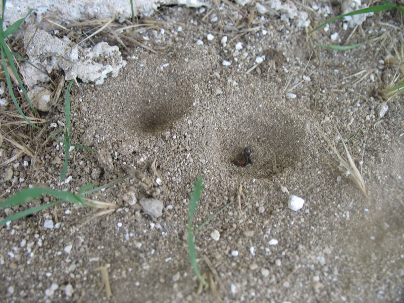 Муравьиный Лев обыкновенный