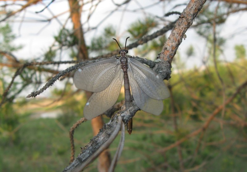 Муравьиный ... Похож на стрекозу