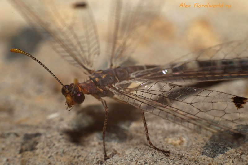 Нора личинки муравьиного Льва