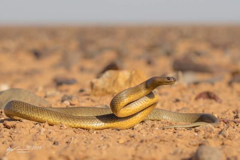 Змея австралийский Тайпан