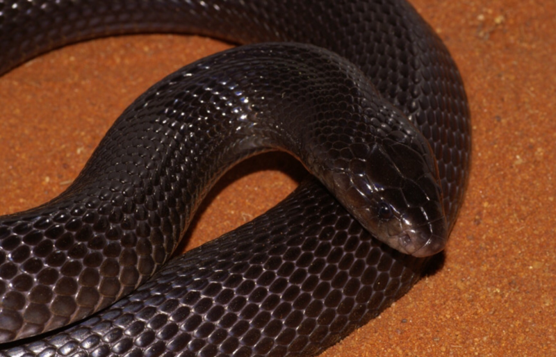 Аравийская Кобра