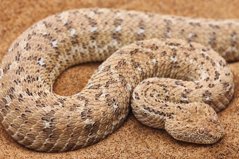 Карликовая Африканская гадюка (Bitis peringueyi)