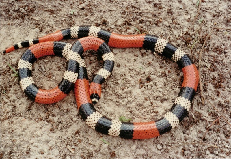 Поперечнополосатая Королевская змея
