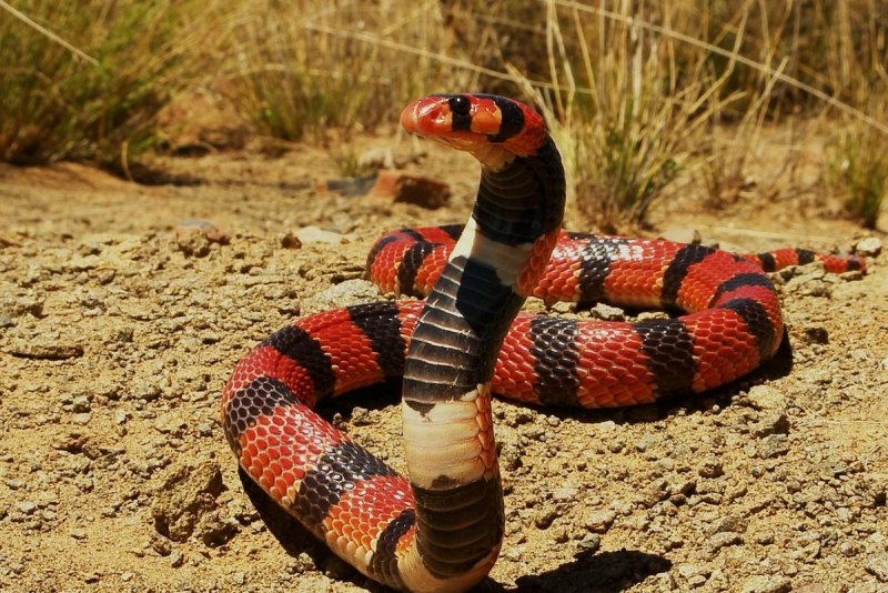 Капская Кобра