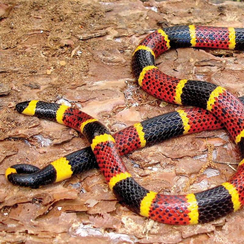 Краснобрюхий чёрный Аспид