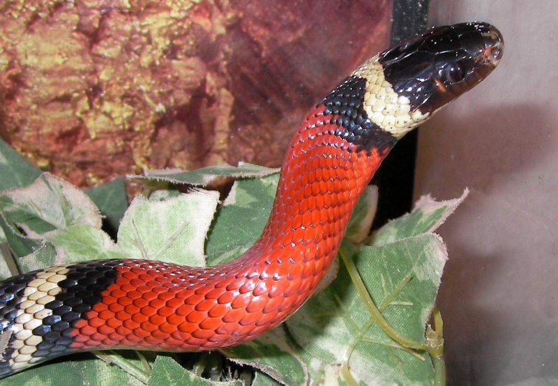 Королевская змея Горная хуачукская