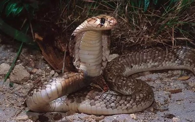 Змея Египетская Кобра