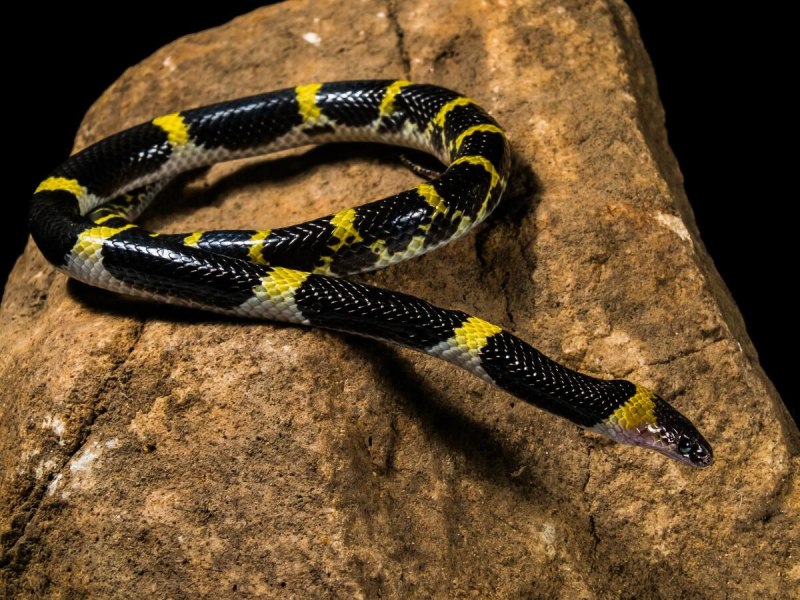 Королевская синалойская молочная змея