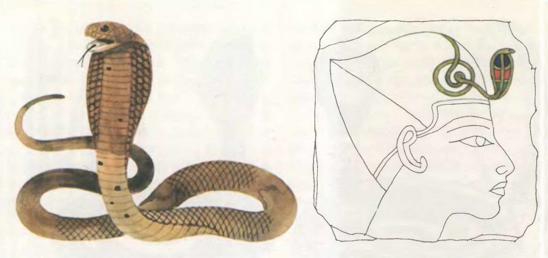 Арлекиновый Аспид