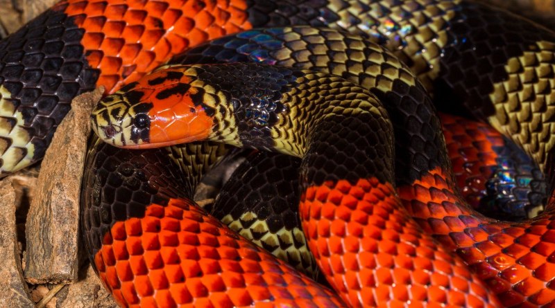 Thamnophis Marcianus