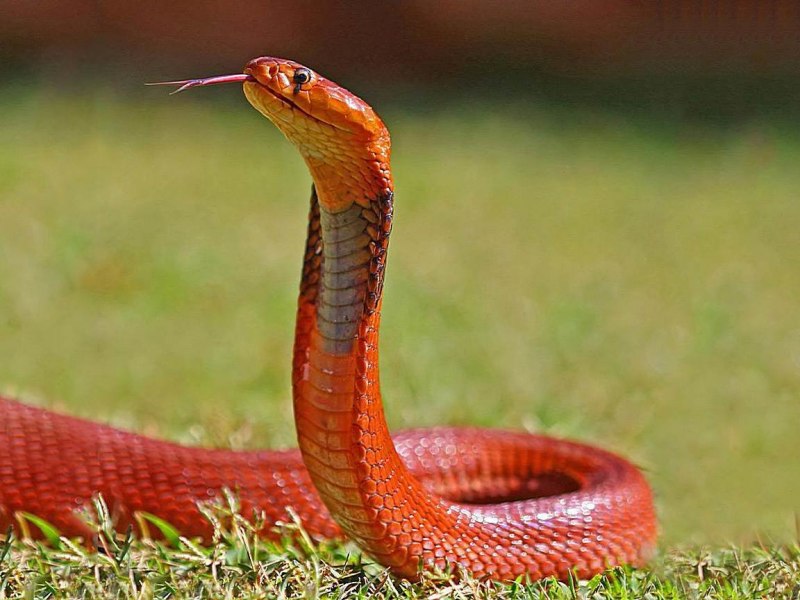 Королевская змея Горная хуачукская