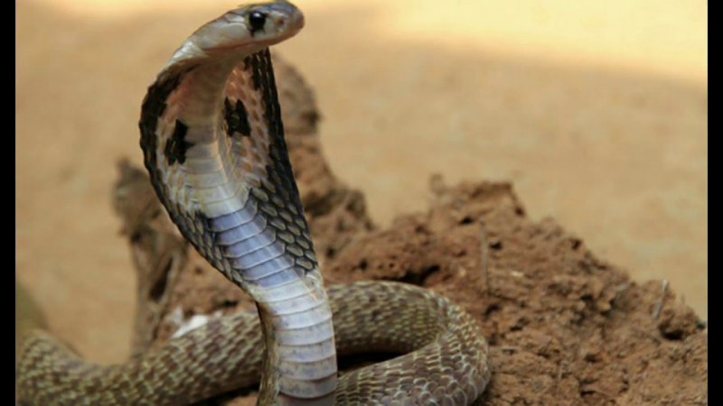 Египетская Королевская Кобра