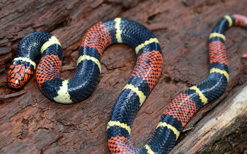 Плюющаяся индийская Кобра Naja sputatrix