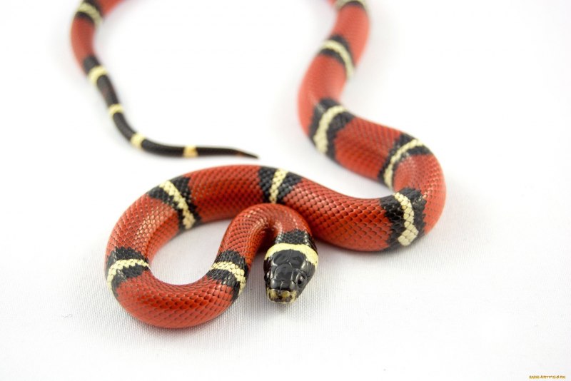 Garter Snake змея