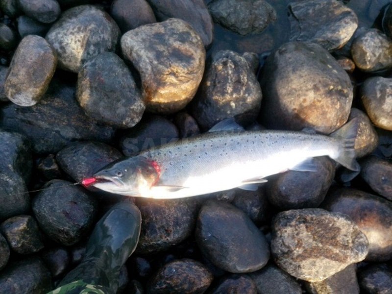 Форель пятнистая Речная