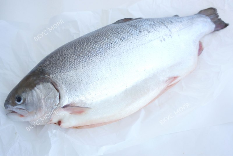 Радужная форель Горная