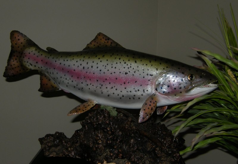 Форель ПБГ 4-6 1.8-2.7 кг Турция триплоид