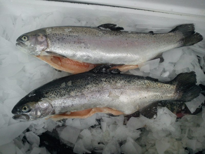 Янтарная форель