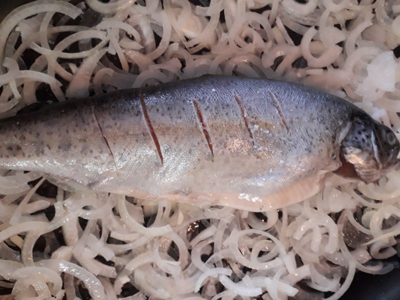 Форель Радужная ПБГ