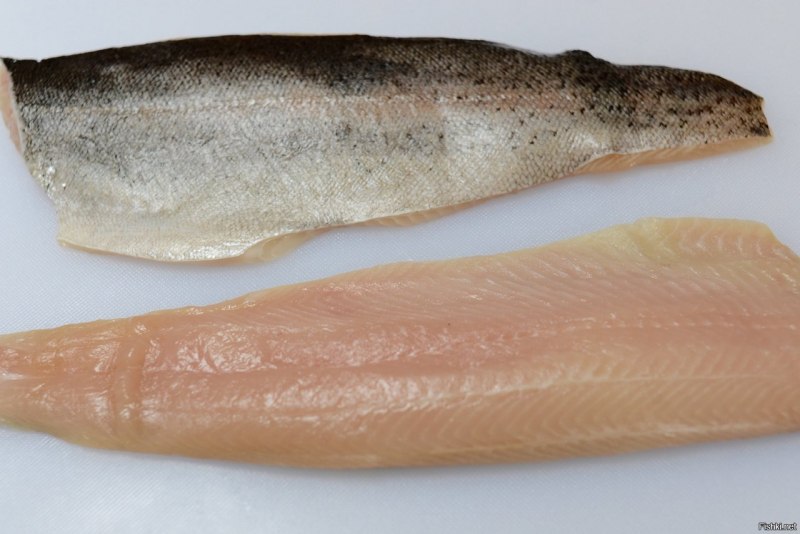 Форель Радужная красная