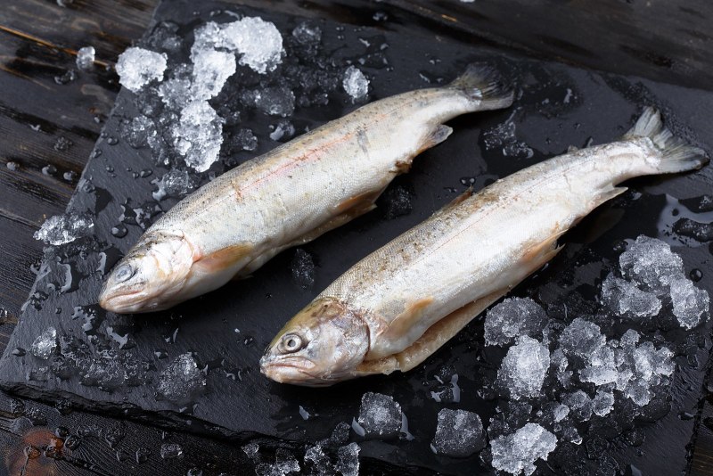 Форель Яловая что это