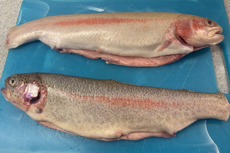 Салмон рыба