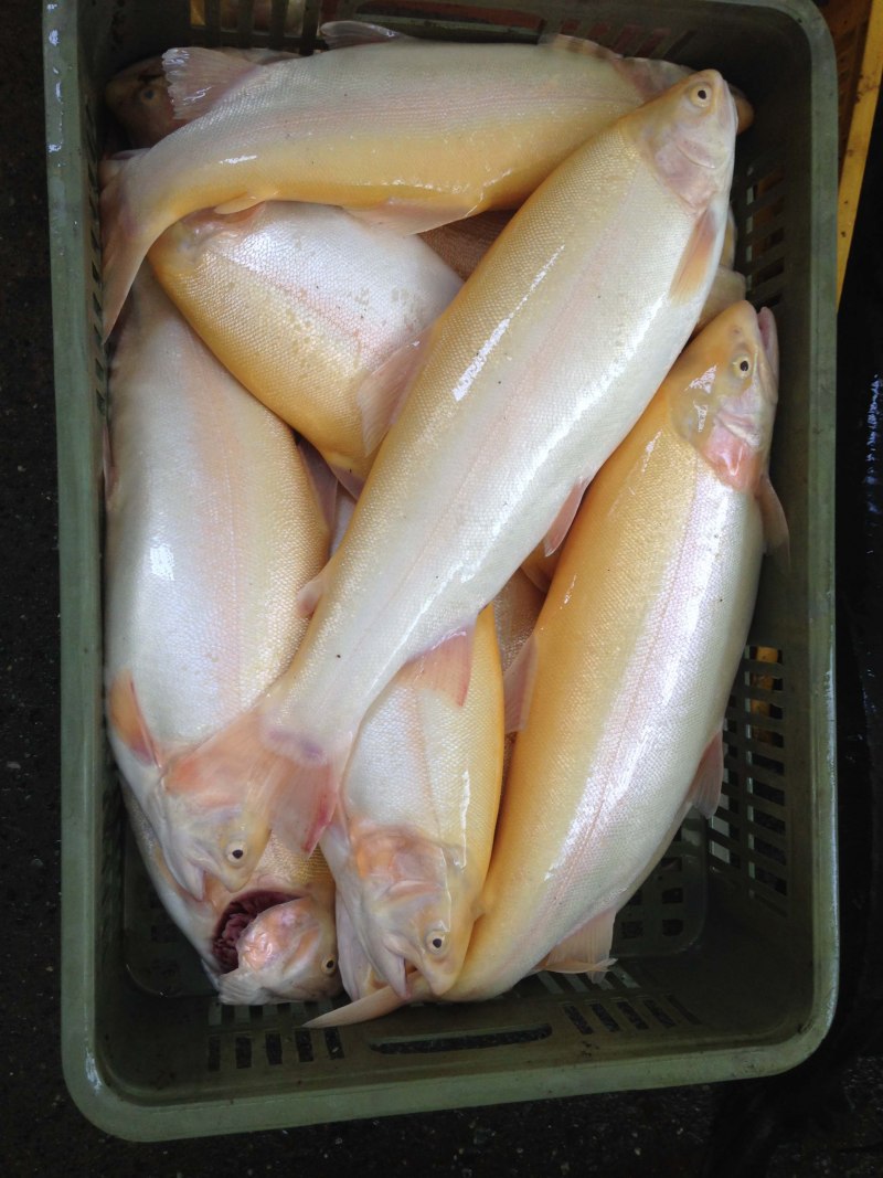 Радужная форель мясо