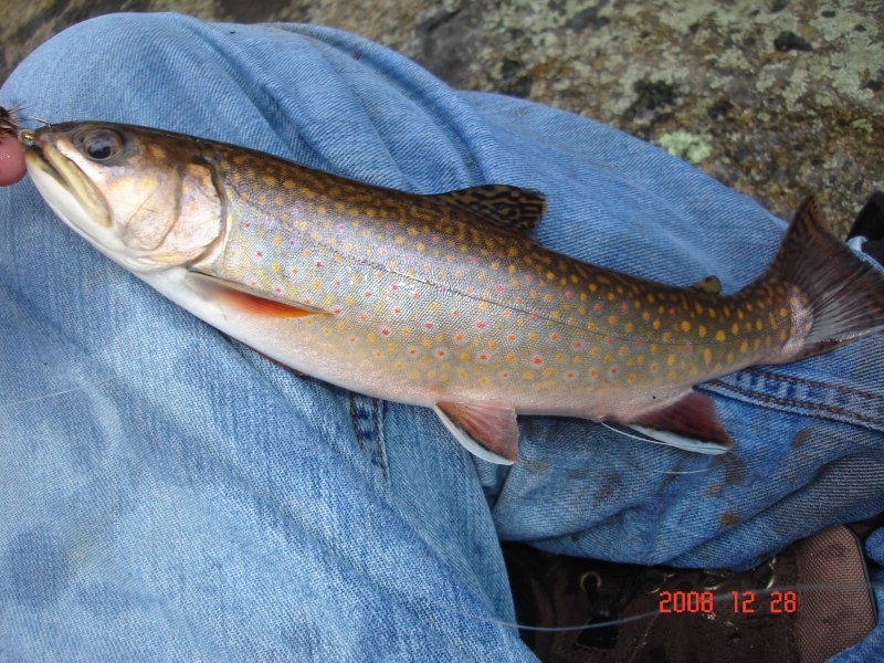 Горно ручьевая форель