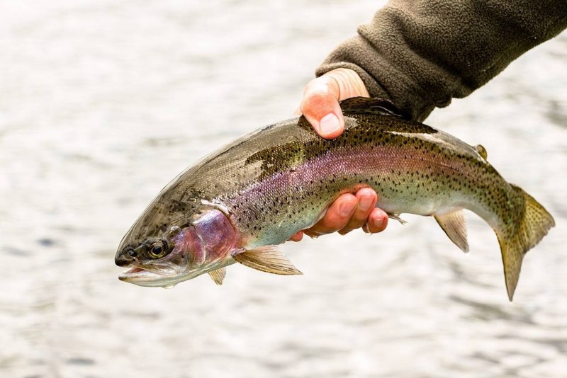 Радужная форель белая