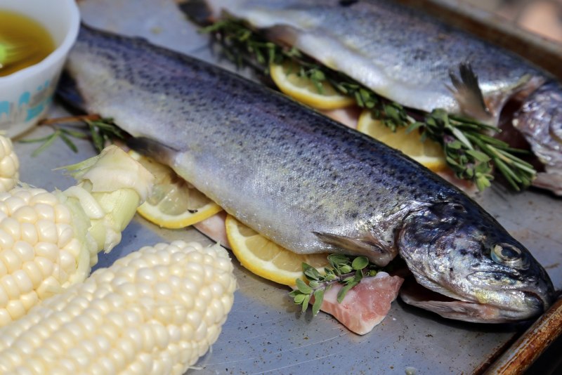 Форель кижуч