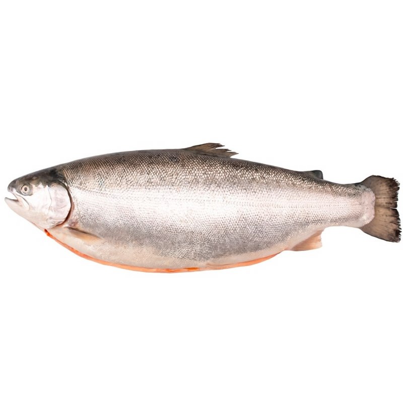 Салмон рыба