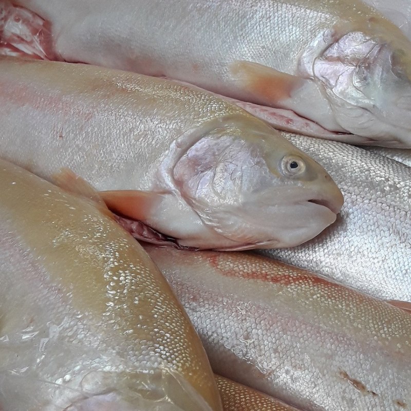 Янтарная форель