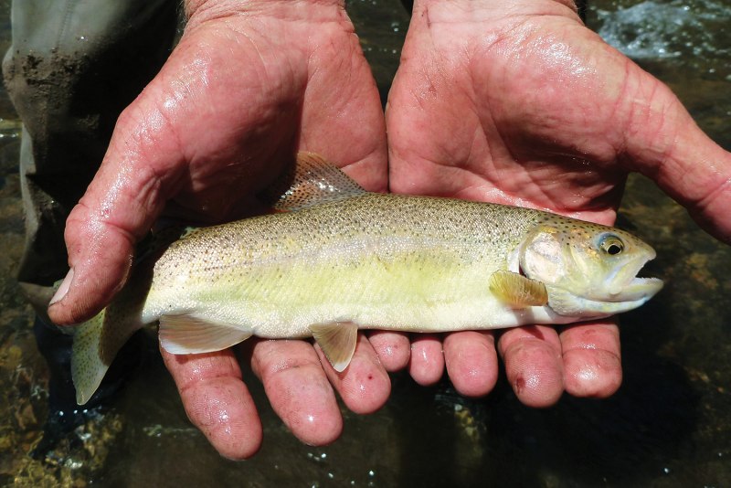 Форель 2кг потрашенная БГ