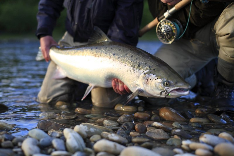 Арктический голец рыба