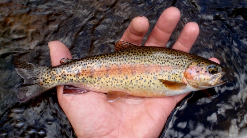 Цвет форели