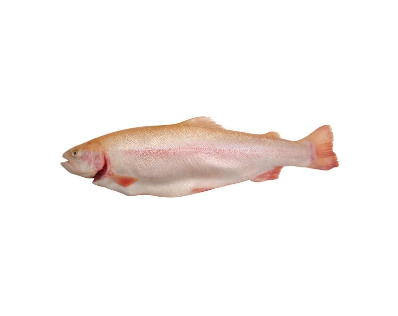 Кумжа и голец