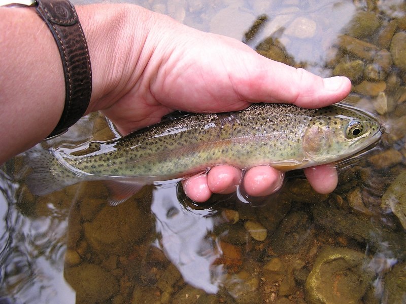 Форель Мурманская морская охлажденная