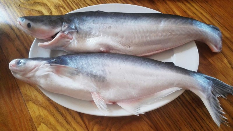 Чавыча форель лосось