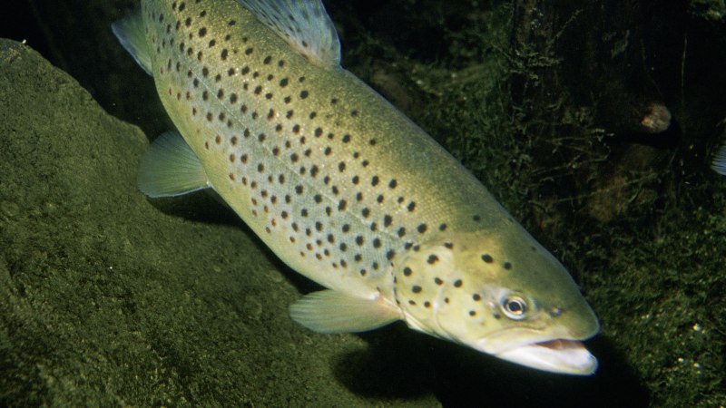 Десногорск форель