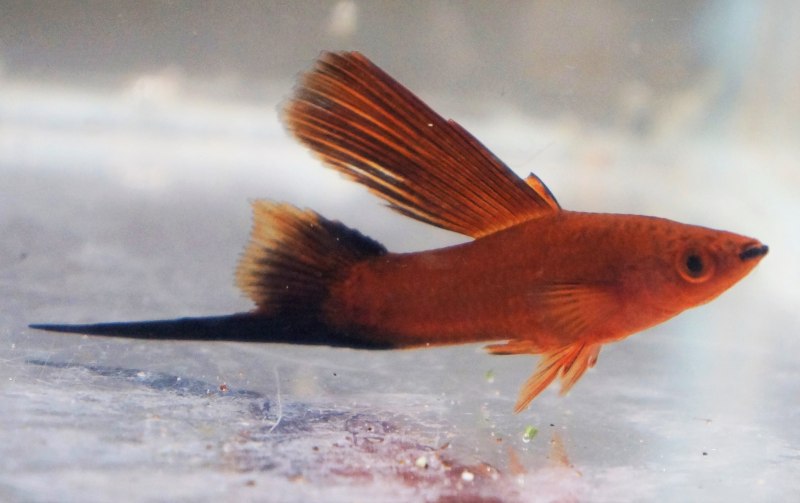 Меченосец рыбка флаговый