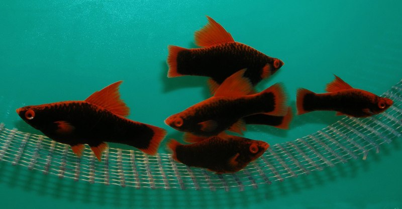 Рыба меченосец аквариумная