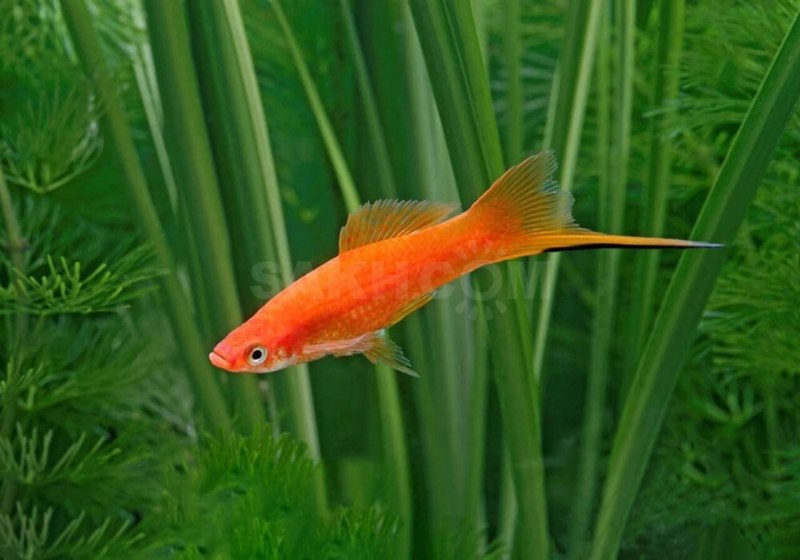 Рыбка меченосец кубинский